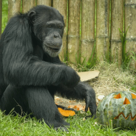 Fiscalía investigará la muerte de los dos chimpancés que escaparon de Ukumarí