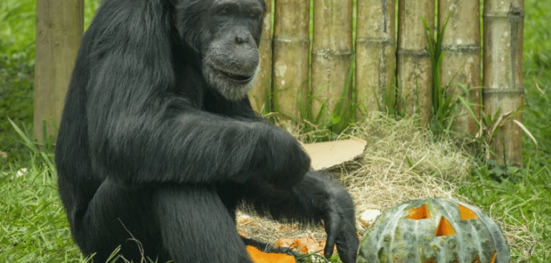 Fiscalía investigará la muerte de los dos chimpancés que escaparon de Ukumarí