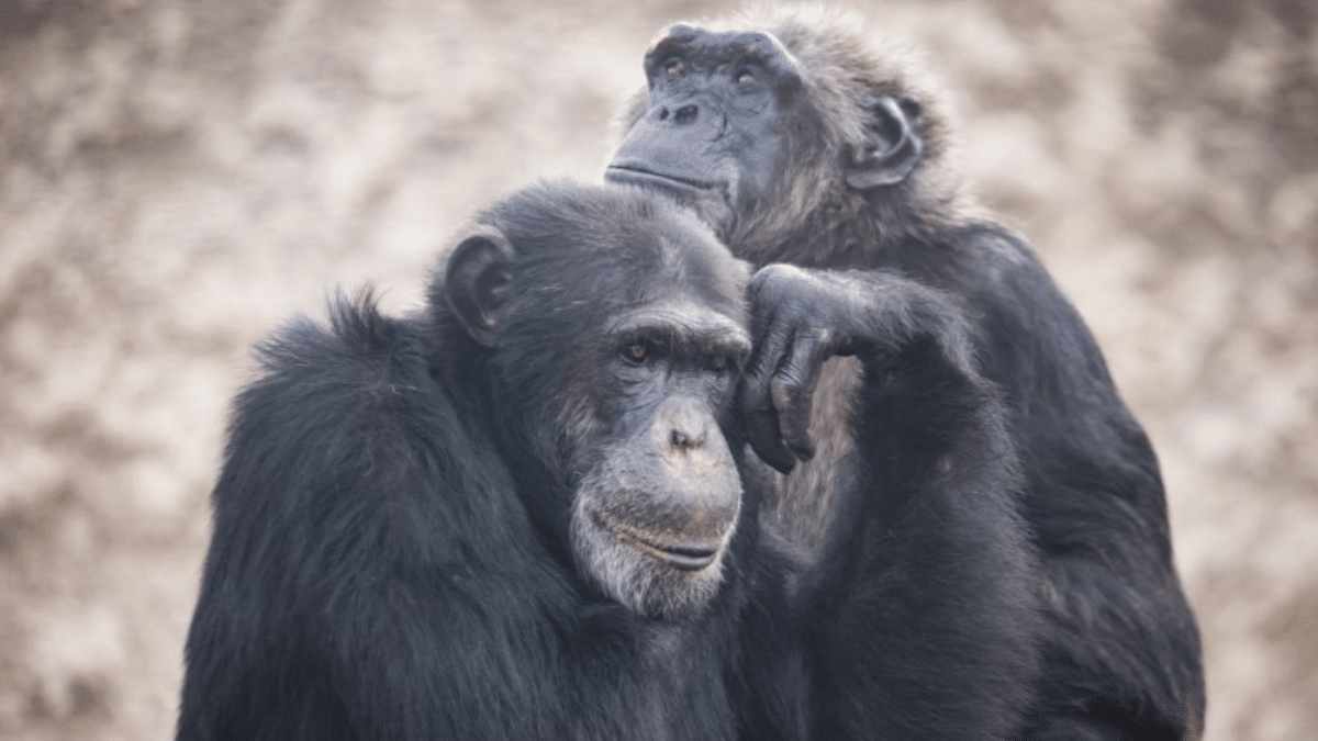 ¿Hecho en China? Lluvia de memes por presunto oso falso en Zoológico