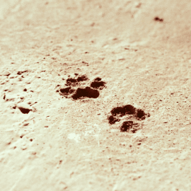 Hombre asesinó a perrita en estado de gestación: Se habría comido unas gallinas