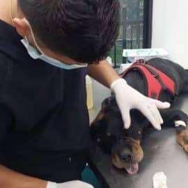 Movimientos animalistas rechazan hecho de maltrato animal contra perrita