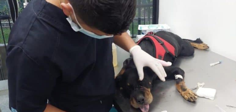 Movimientos animalistas rechazan hecho de maltrato animal contra perrita