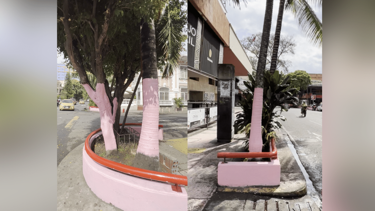 ¿Quiénes pintaron de rosado los árboles de la Avenida 6ta? Aquí se lo contamos