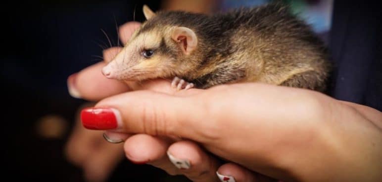 Por la temporada seca, se activó la Unidad de Atención y Rescate de Fauna Silvestre