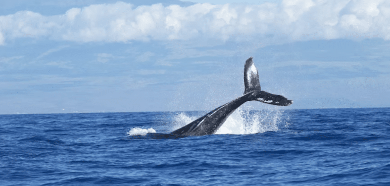Video: Ballena fue grabada amamantando a su bebé en costas colombianas