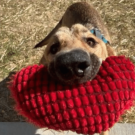 Una segunda oportunidad para un perrito que había sido herido con arma de fuego