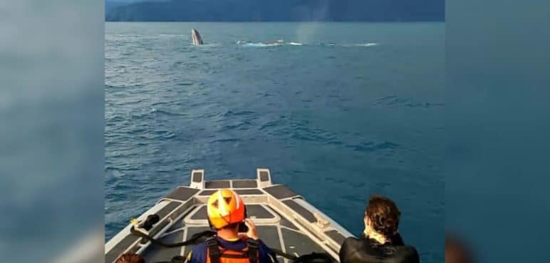 Video: Liberan ballena que había estado atrapada en el Chocó