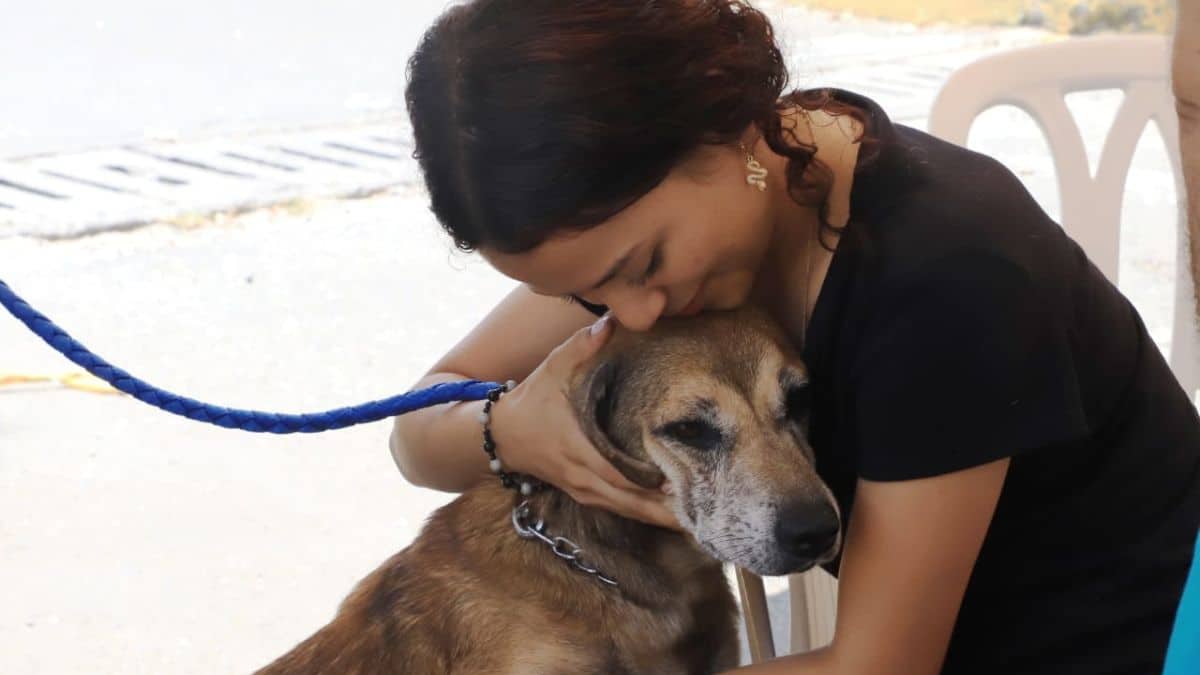 ¿Le daría un ‘hogar de paso’ a perros y gatos mientras los adoptan? Así puede hacerlo