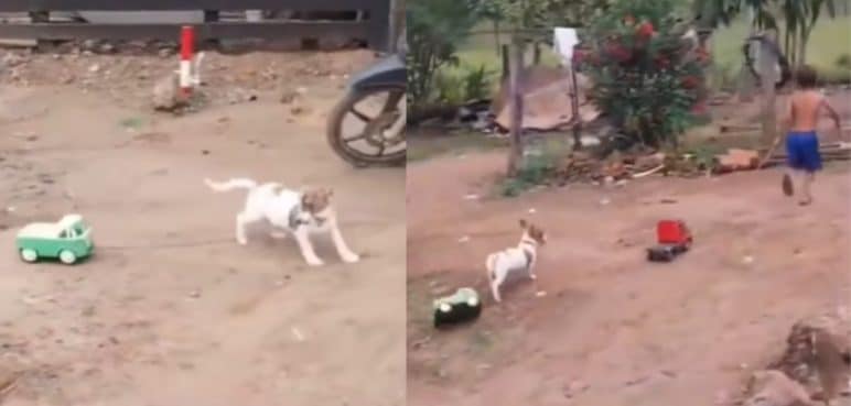 Video: ¡Carrera de camiones! Esta es la tierna escena de un niño con su perrito