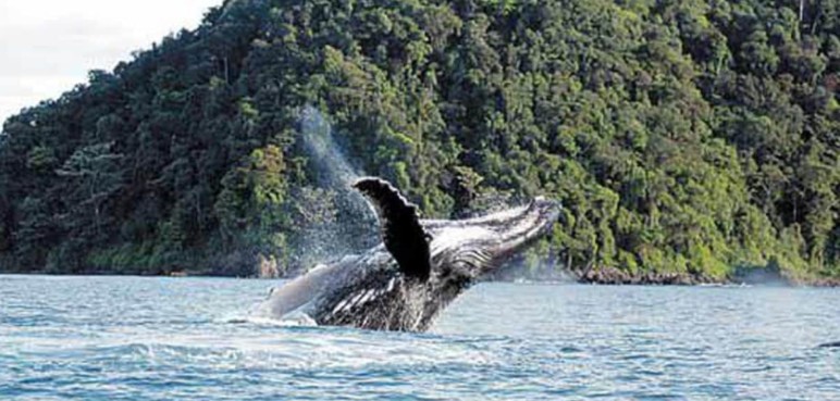 Cierre preventivo de la Isla Gorgona genera preocupación en el turismo