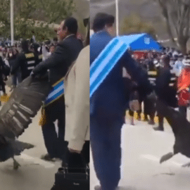 Video: Indignación por Alcalde que encadenó y arrastró a un cóndor en un desfile