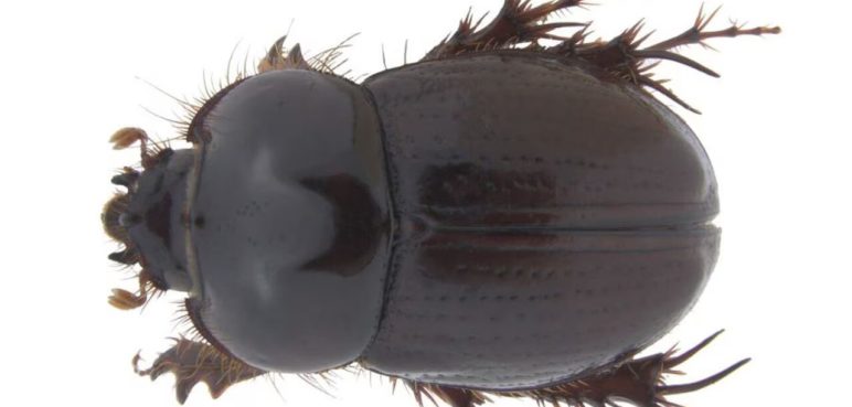 ¡Conozca la nueva y sorprendente especie de escarabajo en Colombia!