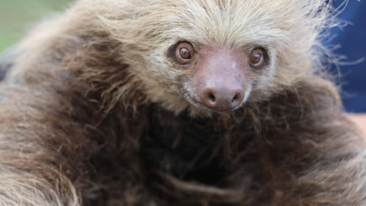 ¡De vuelta a casa! Liberan a especies silvestres en el litoral Pacífico