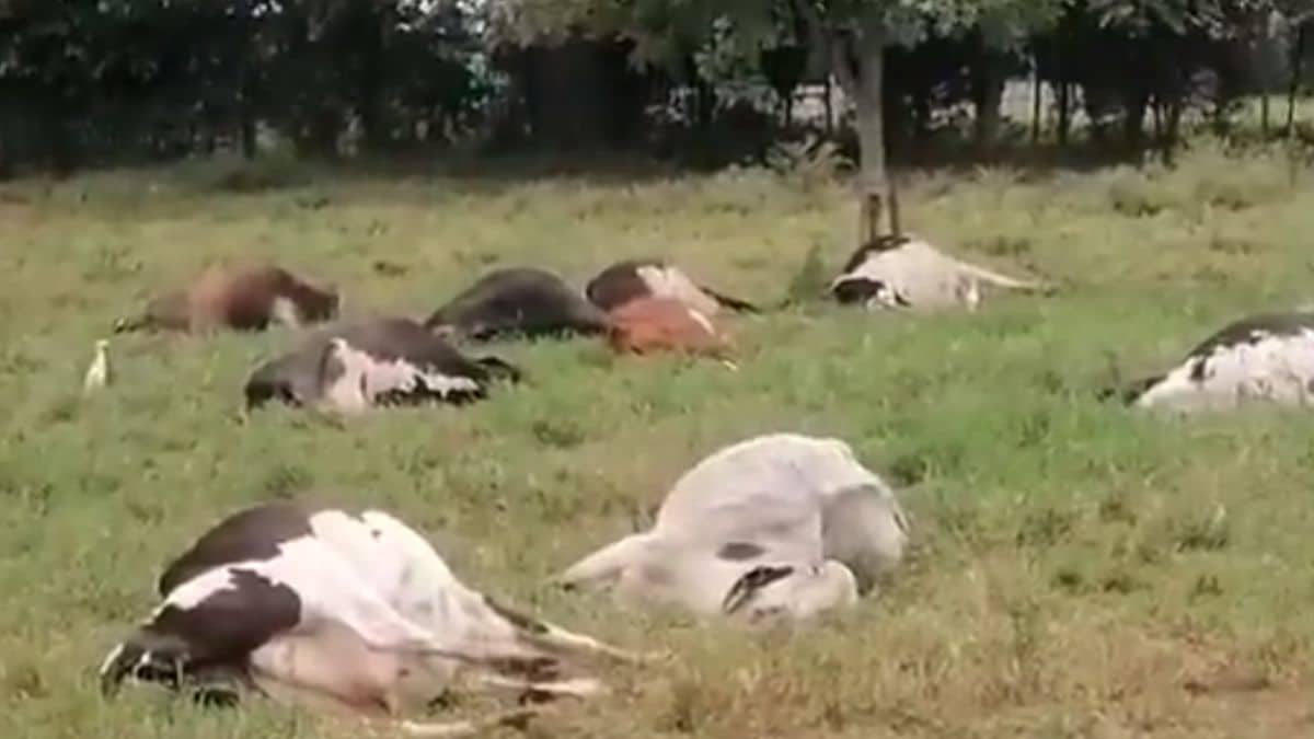¡Ya es ley! Animales no podrán ser utilizados para dispersar manifestaciones