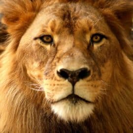 Leones africanos a un paso de la extinción: ha desaparecido el 90% de ejemplares