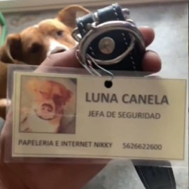 Conozca a Luna Canela, la 'jefa de seguridad' y 'empleada del mes' de una papelería