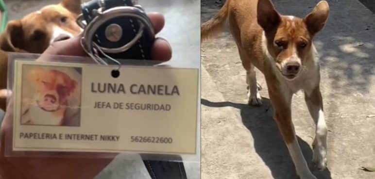 Conozca a Luna Canela, la 'jefa de seguridad' y 'empleada del mes' de una papelería