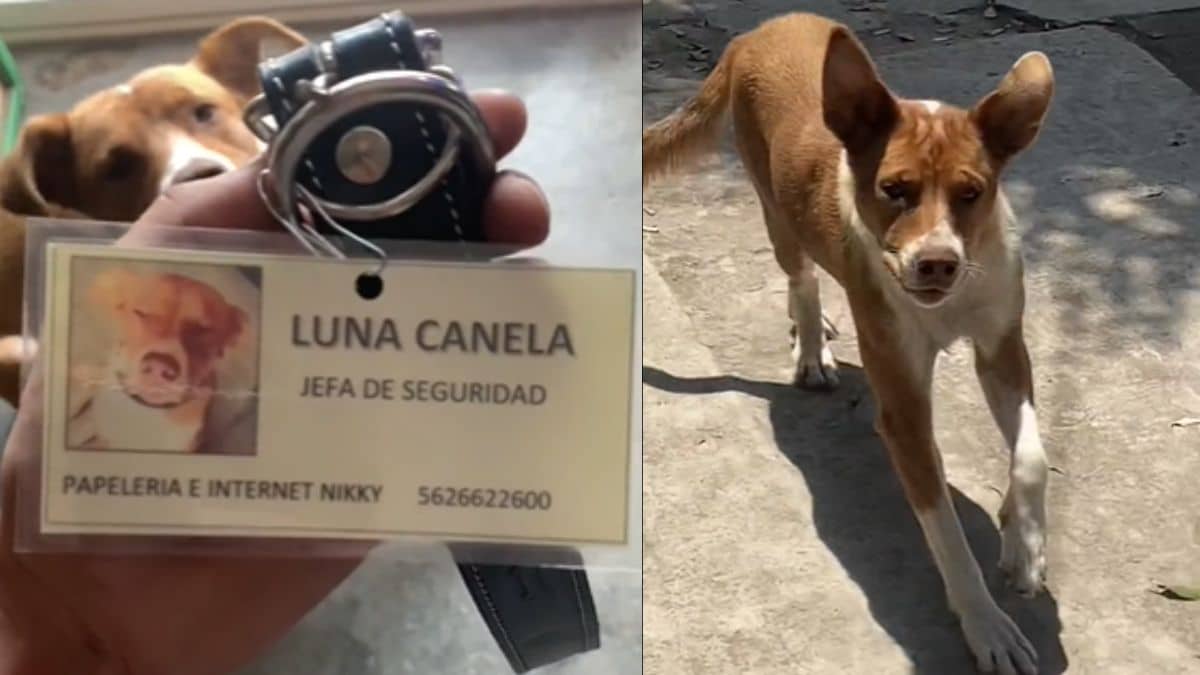 Conozca a Luna Canela, la 'jefa de seguridad' y 'empleada del mes' de una papelería