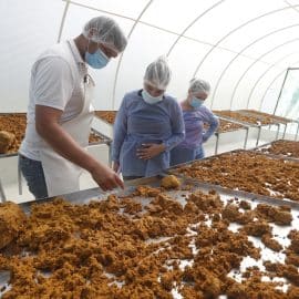 maracuya-por-coca-la-nueva-apuesta-de-cultivadores-del-amazonas-03-08-2023
