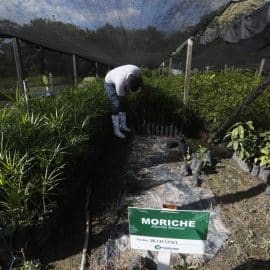 Maracuyá por coca: La nueva apuesta de cultivadores del Amazonas