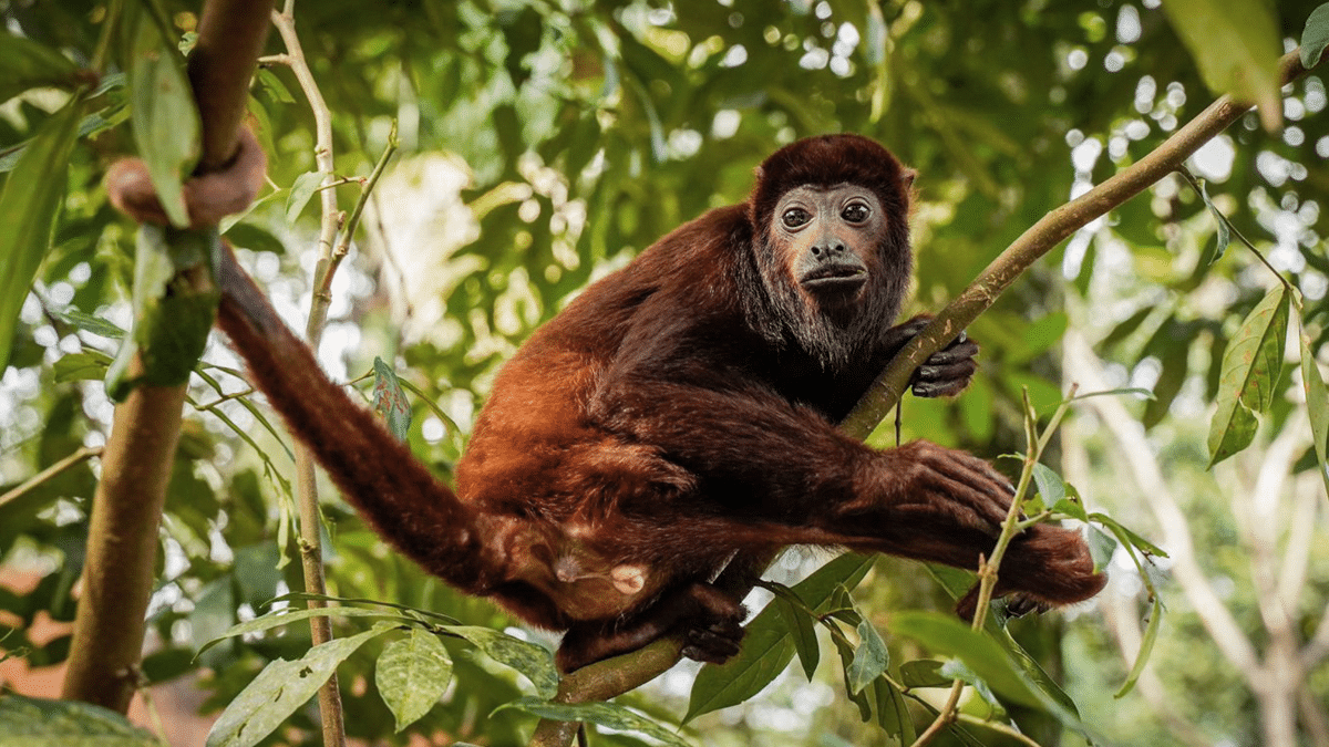 Mila, tigresa en peligro de extinción, murió tras accidente dentro de un zoológico