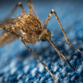 Ante la alerta por dengue, hay una esperanza con la aprobación de la vacuna