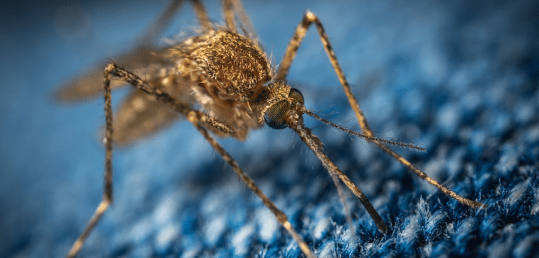 Ante la alerta por dengue, hay una esperanza con la aprobación de la vacuna
