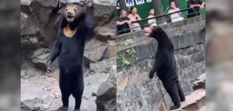 ¿Hecho en China? Lluvia de memes por presunto oso falso en Zoológico