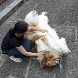 ¡Cumplió su sueño! Un hombre gastó una 'millonada' para convertirse en perro