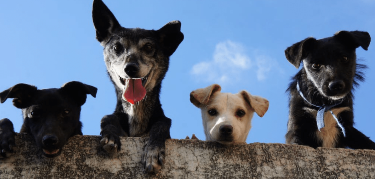 Cali tendrá un espacio para la adopción y diversión de mascotas ¿De qué se trata?