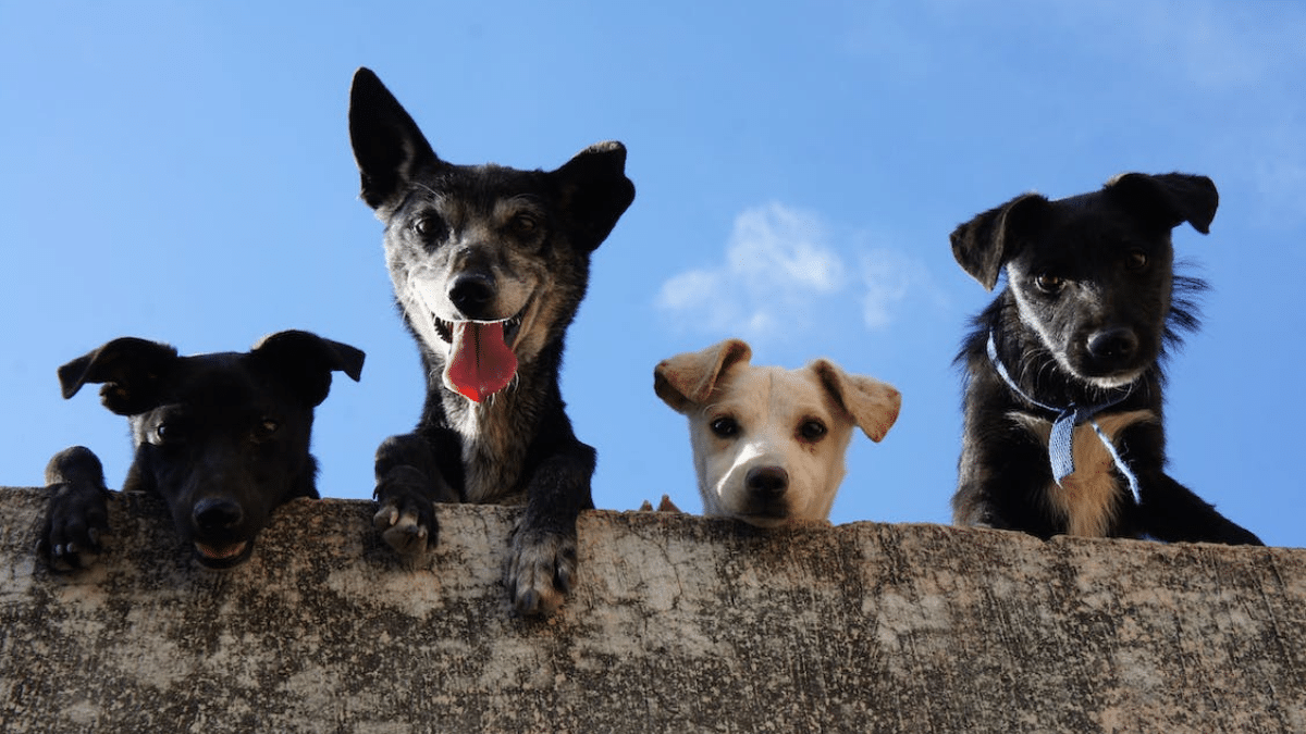 ¡Atención! Denuncian varios casos de robos de perritos en el norte Cali