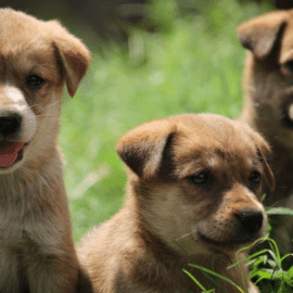 Prepárate: Este sábado podrás adoptar a un 'peludito' y darle otra oportunidad