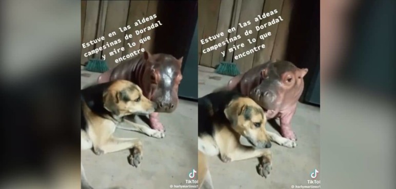 Video: Alerta por cría de hipopótamo que estaría siendo domesticado