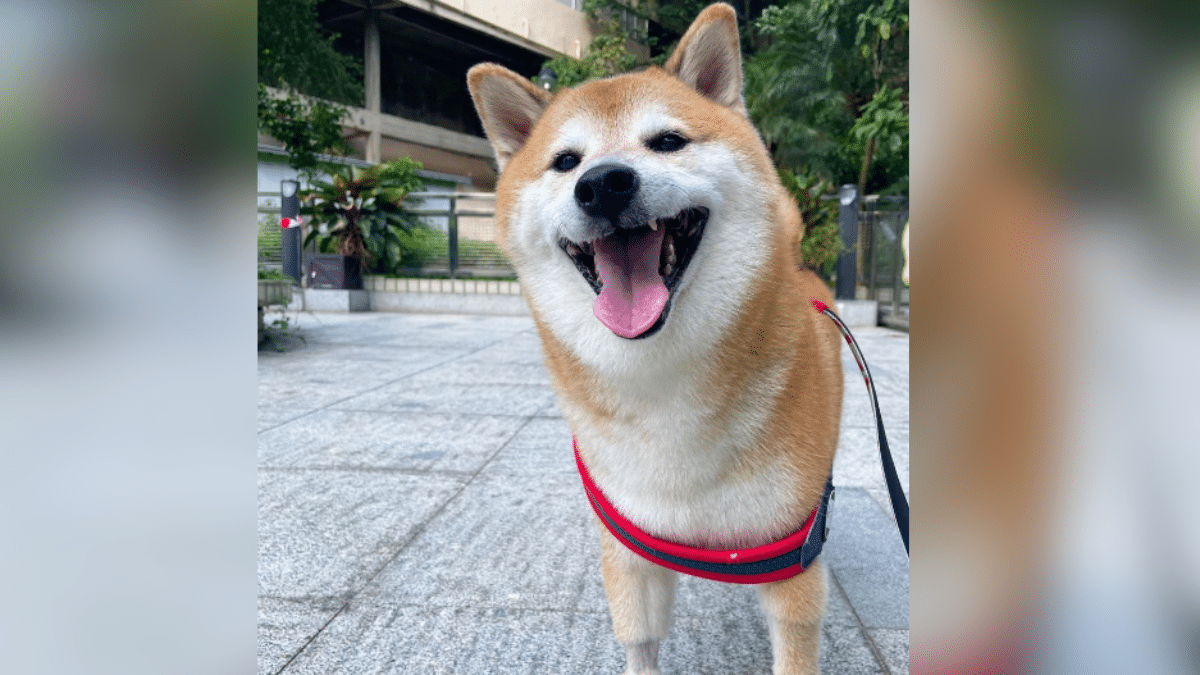 ¡Cumplió su sueño! Un hombre gastó una 'millonada' para convertirse en perro