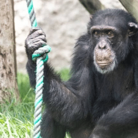 Autoridades de Risaralda analizan traslado del Chimpancé Yoko a Brasil