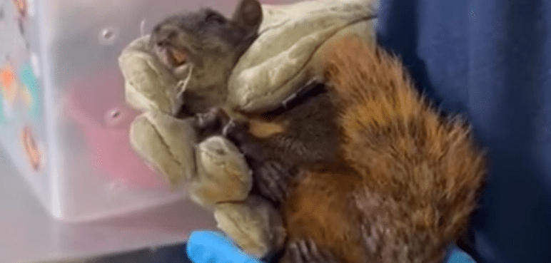 Video: Una ardilla fue salvada tras incendio en Altos de Menga