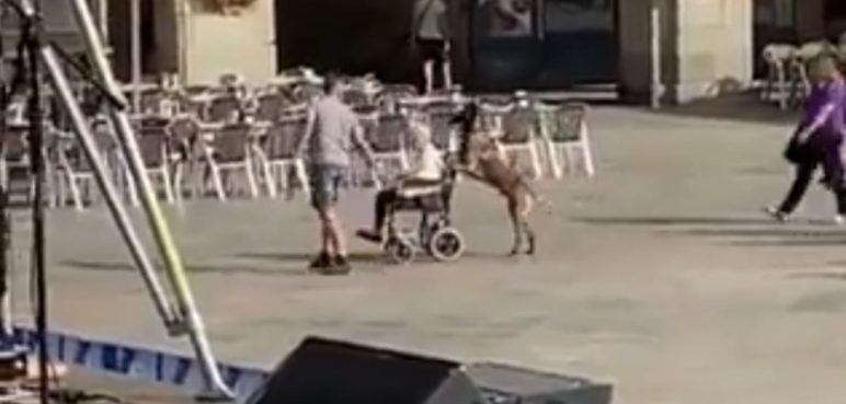 Video: Perrito lleva a su dueña en silla de ruedas y causa conmoción en redes