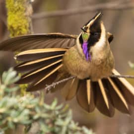 ¡Deléitese! El Eje cafetero se convirtió en un 'edén' para avistar aves