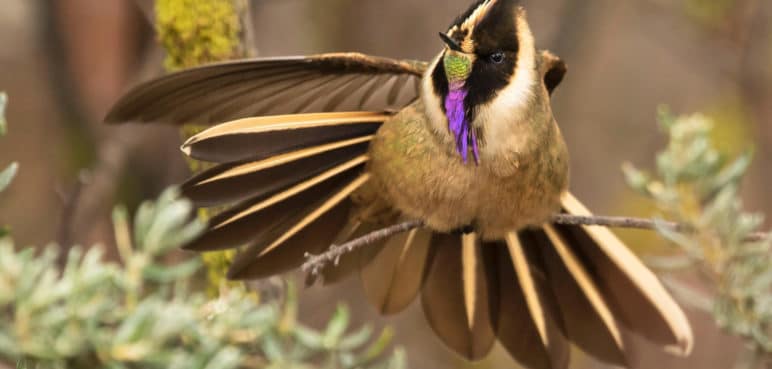 ¡Deléitese! El Eje cafetero se convirtió en un 'edén' para avistar aves