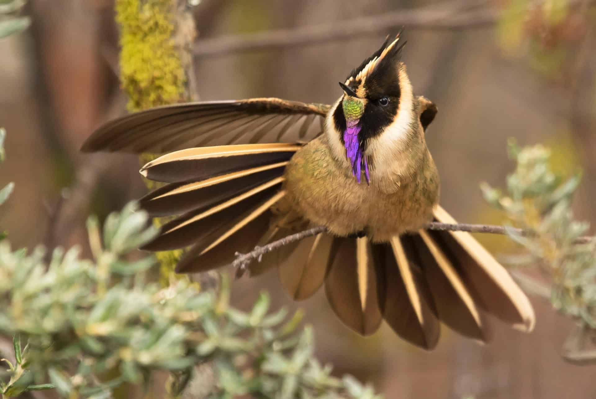 ¡Deléitese! El Eje cafetero se convirtió en un 'edén' para avistar aves