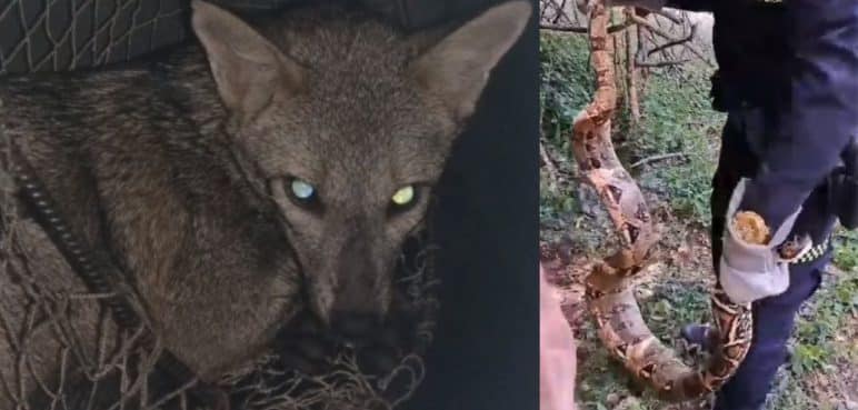 Boa constrictor y zorro cañero fueron rescatados y devueltos a su hábitat