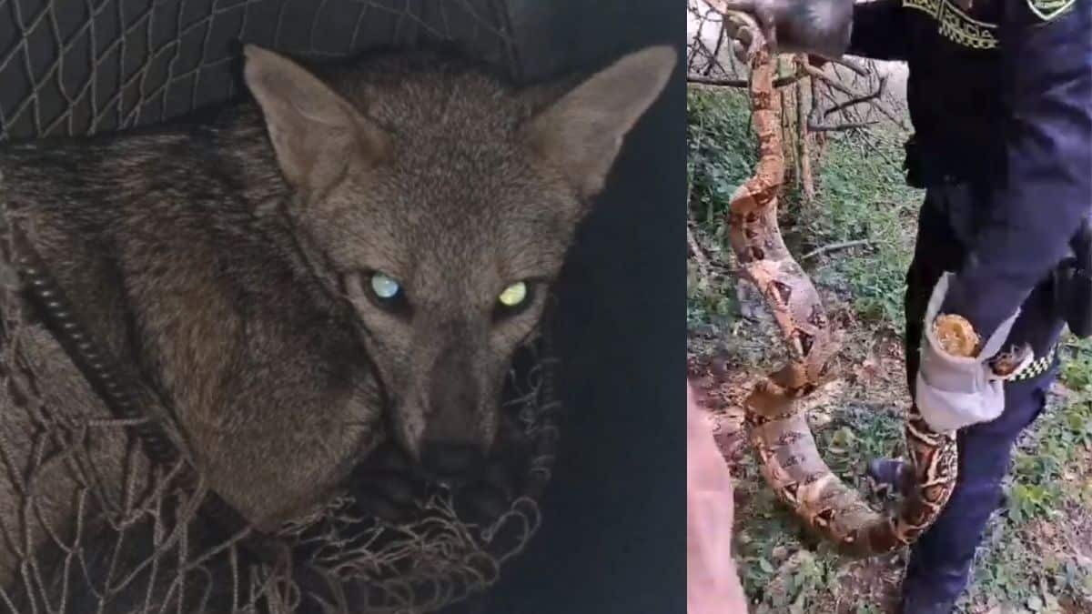 ¿Cómo llegó allá? Bomberos rescataron a perrito que estaba en un techo en Cali