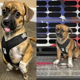 Heroísmo sin límites: Bomberos rescatan a cachorro que fue abandonado en un carro