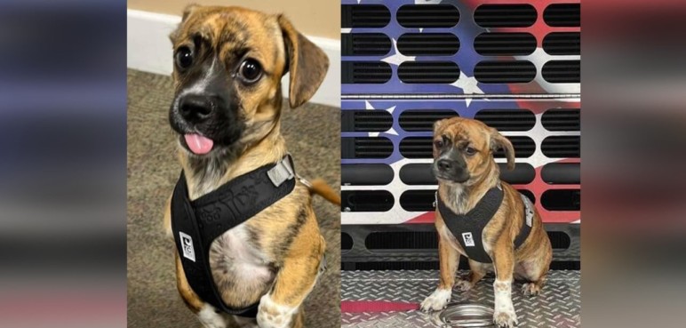 Heroísmo sin límites: Bomberos rescatan a cachorro que fue abandonado en un carro