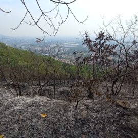 'Como caída del cielo': Lluvias en Cali ayudan a recuperar cerros incendiados