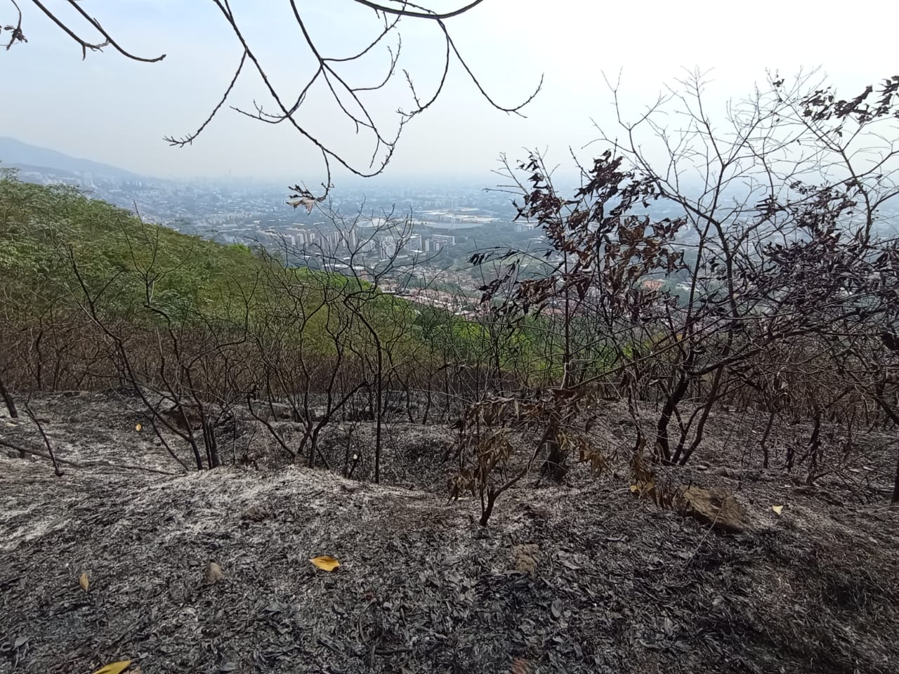 ¿Hasta cuándo? Vuelven a invadir cerro de La Antena en Cali