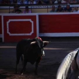 Aprobado, en segundo debate, proyecto de ley para prohibir corridas de toros