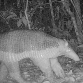 Arranca la iniciativa "Días de Cámara Trampa" para registrar fauna silvestre