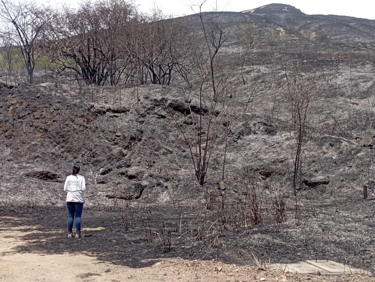 doloroso-balance-incendio-arrasa-con-la-fauna-en-las-montanas-de-cali-22-09-2023