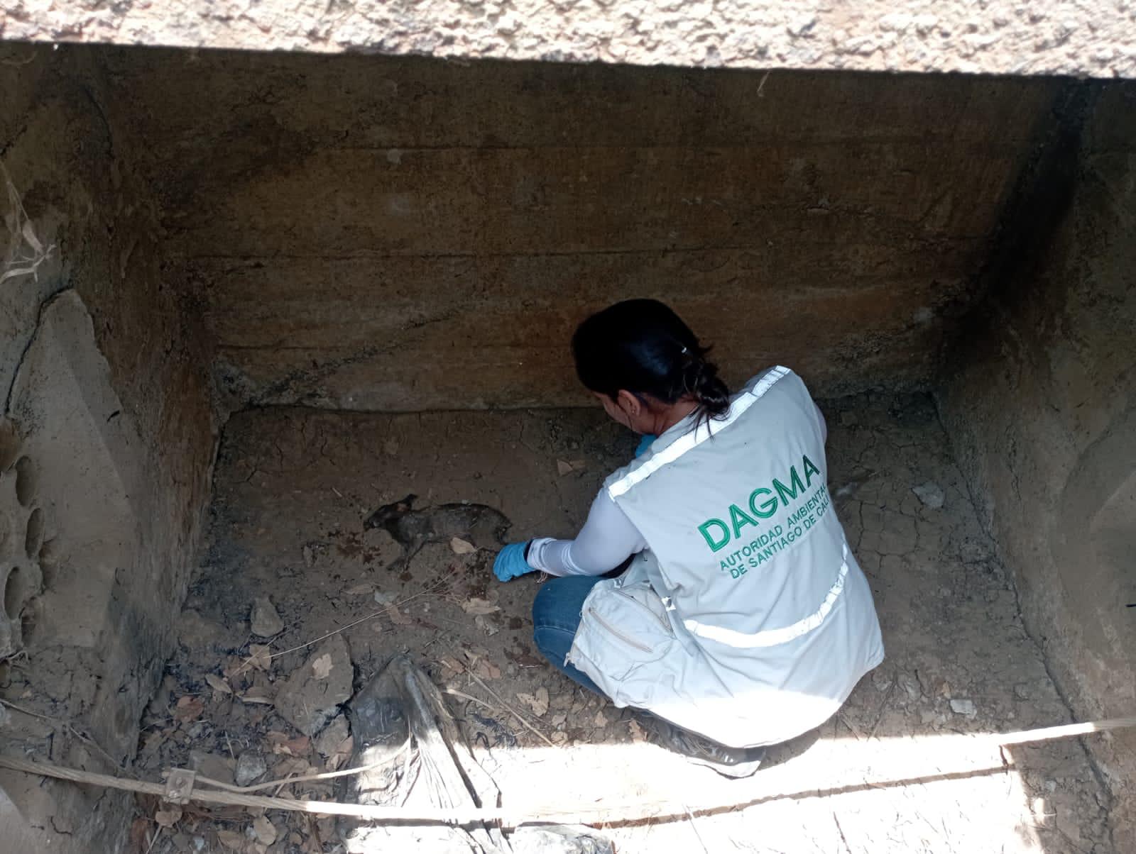 doloroso-balance-incendio-arrasa-con-la-fauna-en-las-montanas-de-cali-22-09-2023